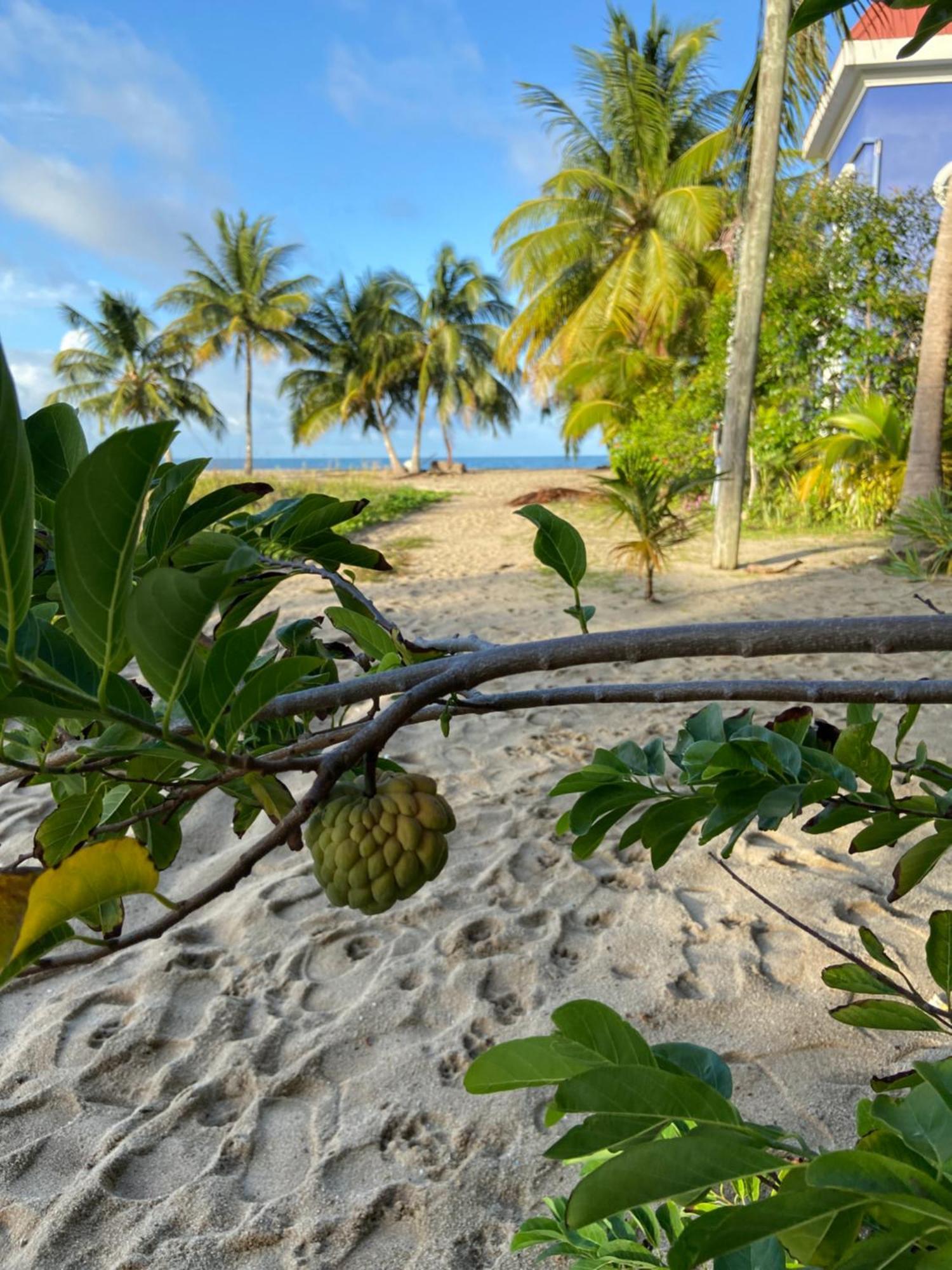 Anda Di Hows Hostel Placencia Екстериор снимка