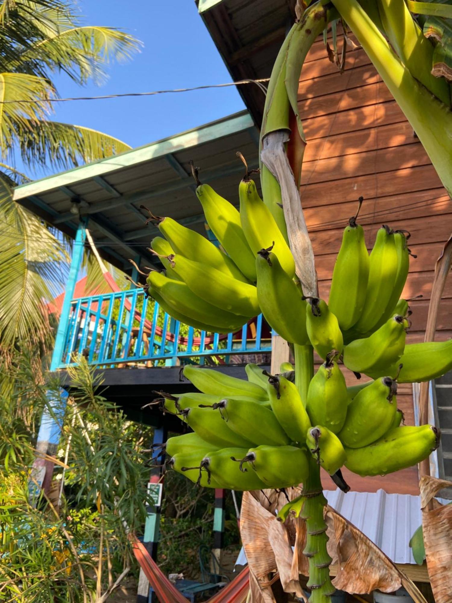 Anda Di Hows Hostel Placencia Екстериор снимка